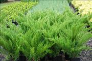 200mm Mint Julip